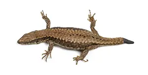Isolated Wild Animal Image Drucke: Top view of a Wall lizard with its tail cut