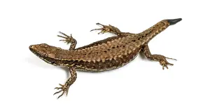 Bright Background Studio Shot Drucke: Top view of a Wall lizard with its tail cut