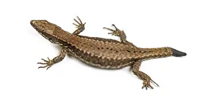 Wildlife Studio Photography Drucke: Top view of a Wall lizard with its tail cut