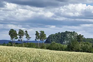 Southern Germany Nature Views Drucke: View over a Wheatfled (Triticum)