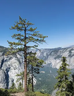 Blue Sky Mountain Range Drucke: View into Yosemite Valley, pine in front