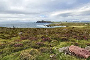 Drucke von Blickpunkt Clogher Head, Blick auf die Atlantikküste, Clogher Beach, Sybil Point, Die Drei Schwestern und Mount Brandon am Horizont, Panoramablick Slea Head Drive, Dingle-Halbinsel, Kerry Grafschaft Tyrone Drucke: Blickpunkt Clogher Head, Blick auf die Atlantikküste.