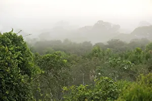 Tambopata Nature Reserve Drucke: Views over the treetops of the rainforest at dawn