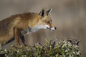 Wild Animal Photography Nature Drucke: A vigilant red fox perched on a field's edge