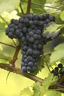 Vineyard Farming Practices Drucke: Vine with grapes