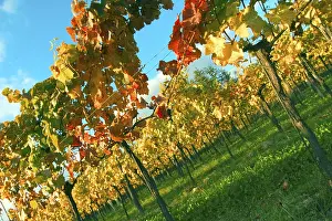 Autumn Leaf Drucke: Vine leaf in autumn