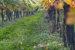 Autumn Color Drucke: Vine leaf in autumn