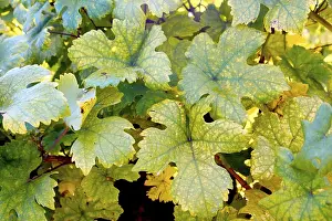 Autumn Colorful Leaves Drucke: Vine leafs