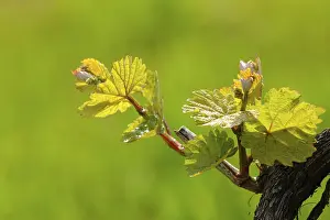 Botanical Detail View Drucke: Vine shoots in spring