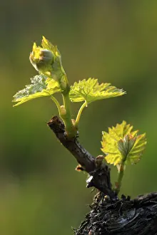 Springtime Botanicals Drucke: Vine shoots in spring