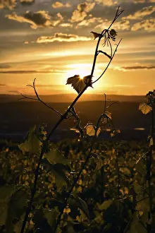 Central Europe Evening Atmosphere Drucke: Vine in the sunset, backlight, vineyard