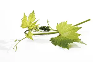 Studio Shot Of Plant Life Drucke: Vine tendril