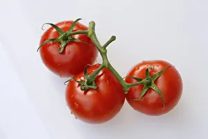 Fresh Vine Tomatoes Drucke: Vine tomatoes