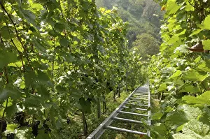 Viniculture In Germany Drucke: Vine-yard with transportation system