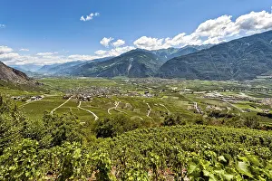 Valais Alps Landscape Drucke: Vines on the steep slopes in Fully