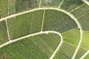 Wine Growing Region Aerials Drucke: Vineyard from above