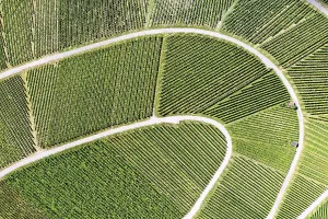 Top Down View Of Vineyards Drucke: Vineyard from above