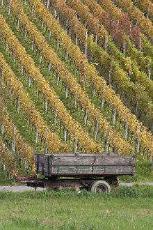 Viticulture Practices Drucke: vineyard