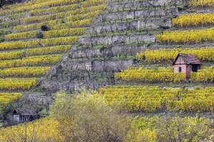 Autumnal Vineyard Scene Drucke: Vineyard cottage in the vineyard