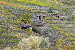 German Countryside Landscapes Drucke: Vineyard cottage in the vineyard