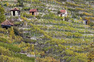 Southern Germany Vineyards Drucke: Vineyard cottage in the vineyard