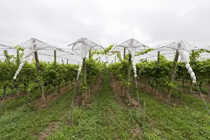 German Vineyards Drucke: Vineyard covered with protective nets