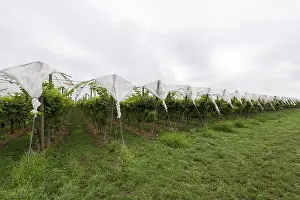 German Vine Cultivation Drucke: Vineyard covered with protective nets