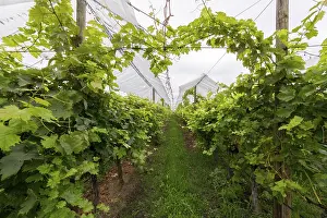 Wine Growing Regions Europe Drucke: Vineyard covered with protective nets