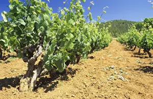 Summer Vacation Destination Drucke: Vineyard on Ibiza