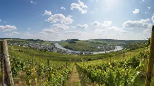 Central European River Landscapes Drucke: Vineyard on the Moselle, Moselle Loop