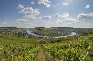 Moselle River Bend Drucke: Vineyard on the Moselle, Moselle Loop