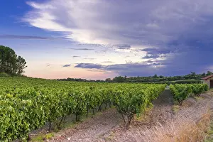 Agricultural Crop Cultivation Drucke: Vineyard in provence