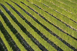 Viniculture Europe Drucke: Vineyard with rows of grape vines