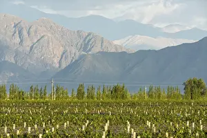 Andes Mountain Range Scenery Drucke: Vineyard with rows of vines (Vitis vinifera)