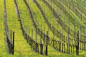 Wine Growing Region Germany Drucke: Vineyard in spring