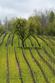 Vineyard In Spring Drucke: Vineyard in spring
