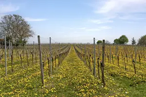Vineyard In Spring Drucke: Vineyard in spring with dandelions