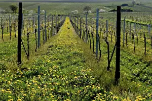 Germany Rural Landscapes Drucke: Vineyard in spring, Godramstein