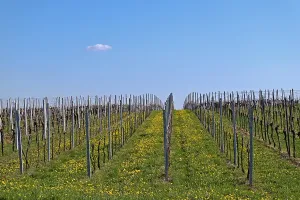 Vineyard In Spring Drucke: Vineyard in spring, Godramstein