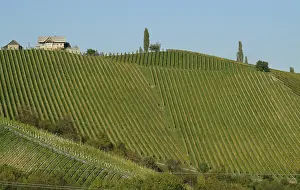 Agricultural Economy Drucke: Vineyard at Styrian Vinestreet