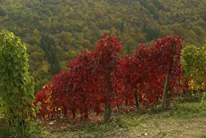 German Wine Region Drucke: Vineyard, vineyard