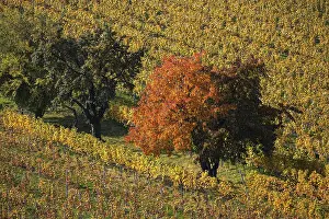 German Vine Growing Region Drucke: Vineyard, vineyard with vines and trees