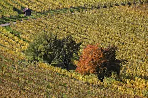 Grapevine Cultivation Europe Drucke: Vineyard, vineyard with vines and trees