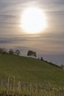 Weinberg, Weinbau, Knospe