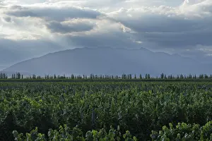 Drucke von Weinberg (Vitis vinifera) mit Reihen von Weinreben, dahinter eine Reihe von Pappeln und Silhouette der Anden unter einem wolkenverhangenen Himmel mit Sonnenstrahlen, Tal del Uco, Mendoza, Argentinien Mendoza Drucke: Weinberg (Vitis vinifera) mit Reihen von Weinreben.