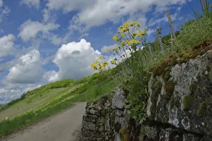 Vineyard Landscape Photography Drucke: Vineyard wall in Ingelfingen, spring