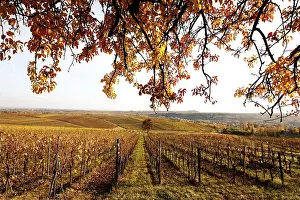 Central Europe Fall Foliage Drucke: Vineyards in autumn