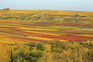 Palatinate Forest Scenery Drucke: Vineyards in autumn, Siebeldingen
