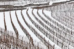 Lower Austria Winter Landscape Drucke: Vineyards covered with snow, Spitz