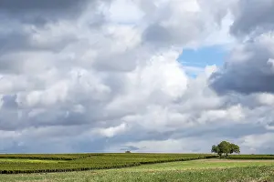 Southern Palatinate Landscape Drucke: Vineyards under a dramatic cloudy sky with walnut trees